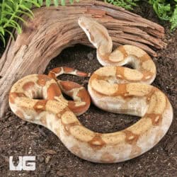Fire T+ Albino Boa For Sale - Underground Reptiles