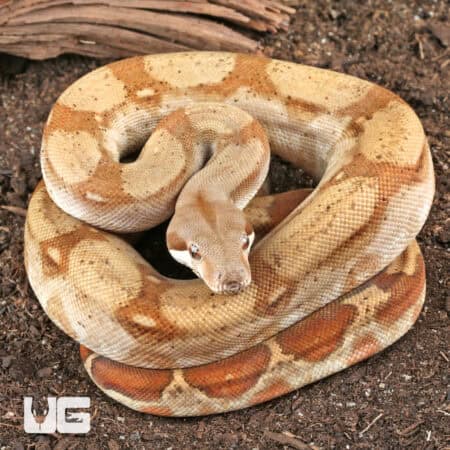 Fire T+ Albino Boa For Sale - Underground Reptiles