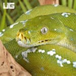 Adult Aru Green Tree Python for sale - Underground Reptiles