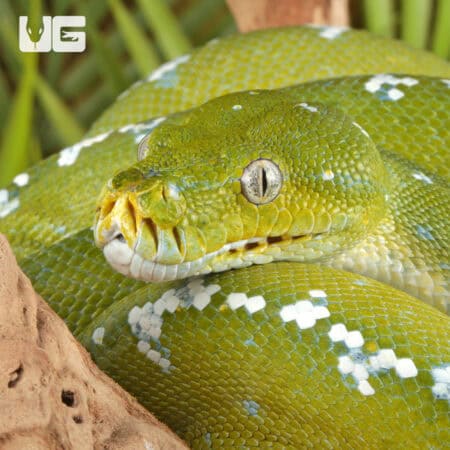 Adult Aru Green Tree Python for sale - Underground Reptiles
