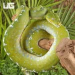 Adult Aru Green Tree Python for sale - Underground Reptiles