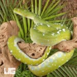 Adult Aru Green Tree Python for sale - Underground Reptiles