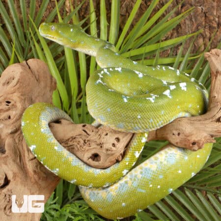 Adult Aru Green Tree Python for sale - Underground Reptiles