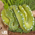 Adult Aru Green Tree Python for sale - Underground Reptiles