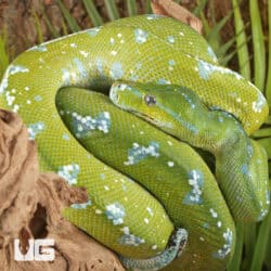 Adult Aru Green Tree Python for sale - Underground Reptiles