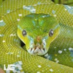 Adult Aru Green Tree Python for sale - Underground Reptiles