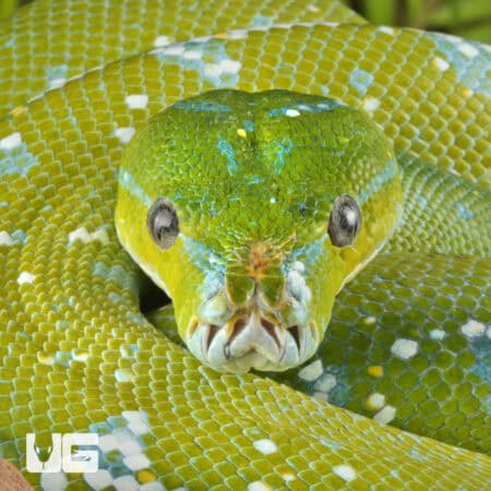 Adult Aru Green Tree Python for sale - Underground Reptiles