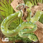 Adult Aru Green Tree Python for sale - Underground Reptiles