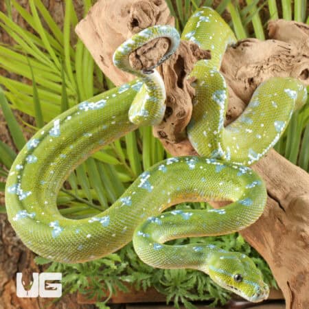 Adult Aru Green Tree Python for sale - Underground Reptiles