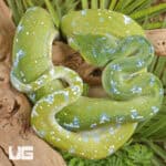 Adult Aru Green Tree Python for sale - Underground Reptiles