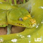 Adult Aru Green Tree Python for sale - Underground Reptiles