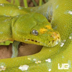 Adult Aru Green Tree Python for sale - Underground Reptiles