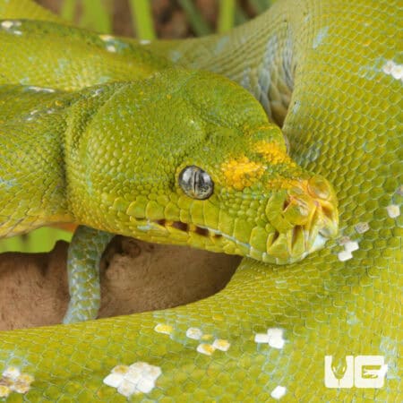 Adult Aru Green Tree Python for sale - Underground Reptiles