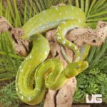 Adult Aru Green Tree Python for sale - Underground Reptiles