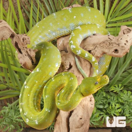 Adult Aru Green Tree Python for sale - Underground Reptiles