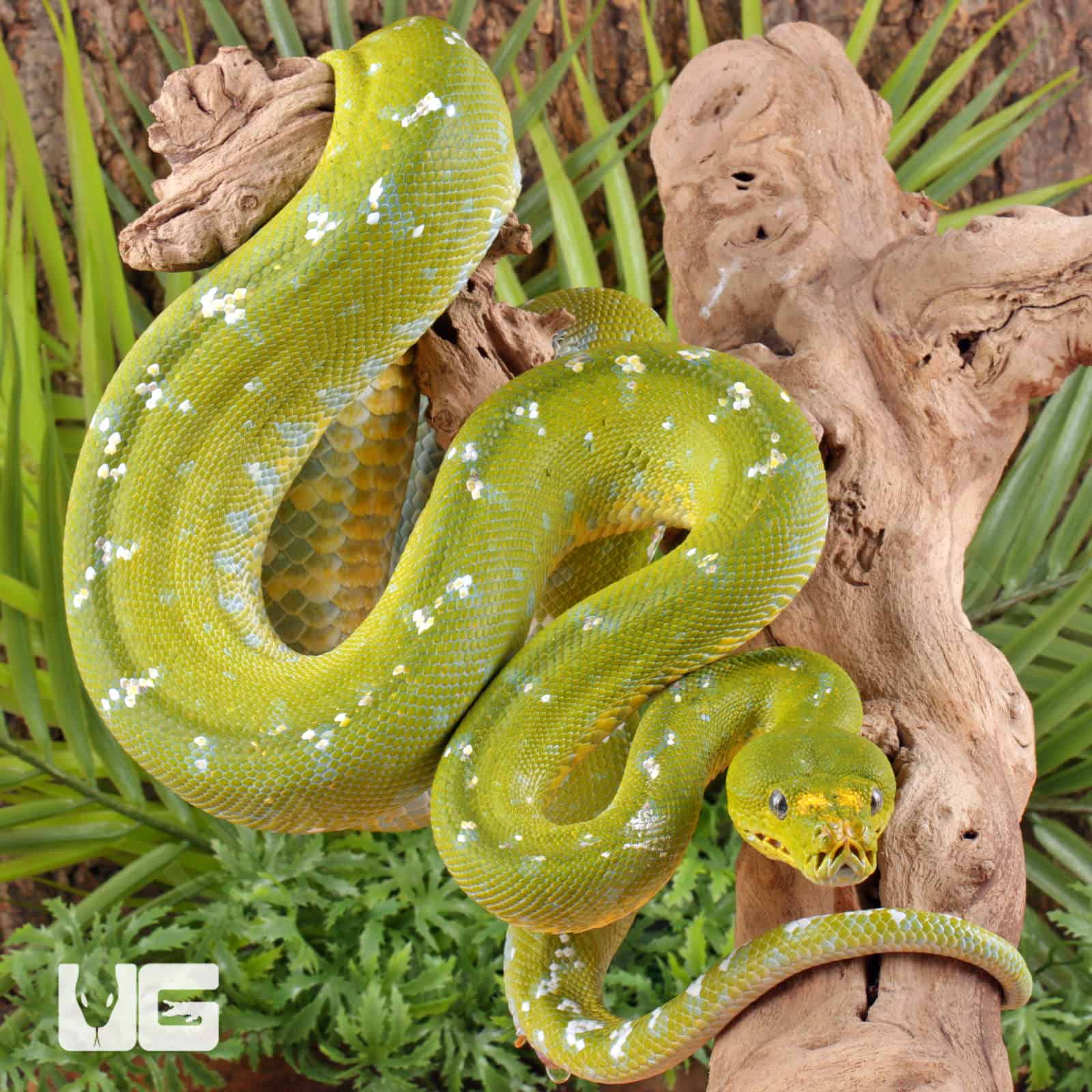 Adult Aru Green Tree Python for sale - Underground Reptiles