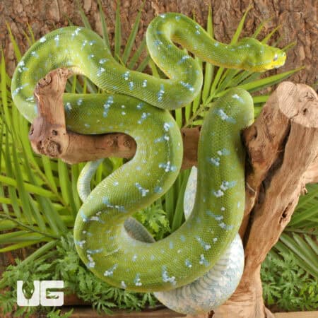 Adult Aru Green Tree Python for sale - Underground Reptiles