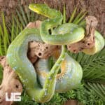 Adult Aru Green Tree Python for sale - Underground Reptiles