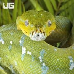 Adult Aru Green Tree Python for sale - Underground Reptiles