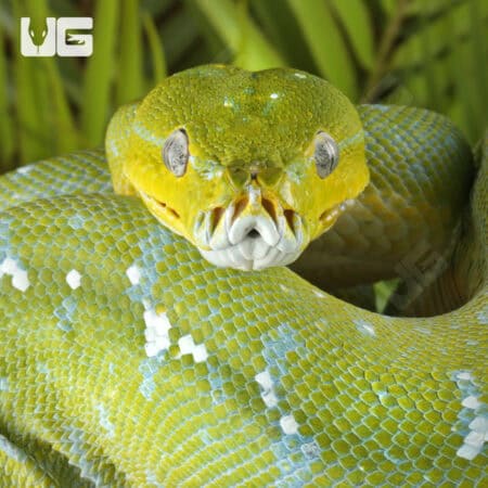 Adult Aru Green Tree Python for sale - Underground Reptiles