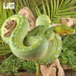 Adult Aru Green Tree Python for sale - Underground Reptiles