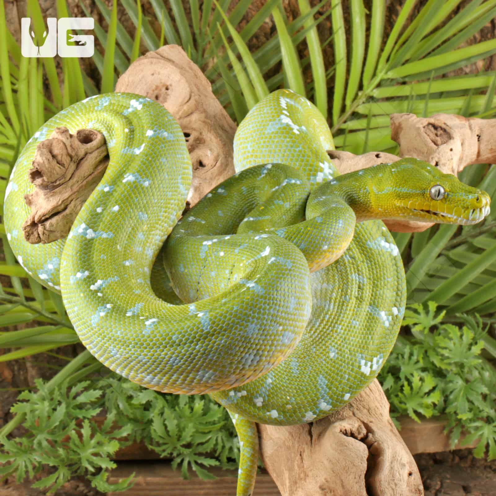 Adult Aru Green Tree Python for sale - Underground Reptiles