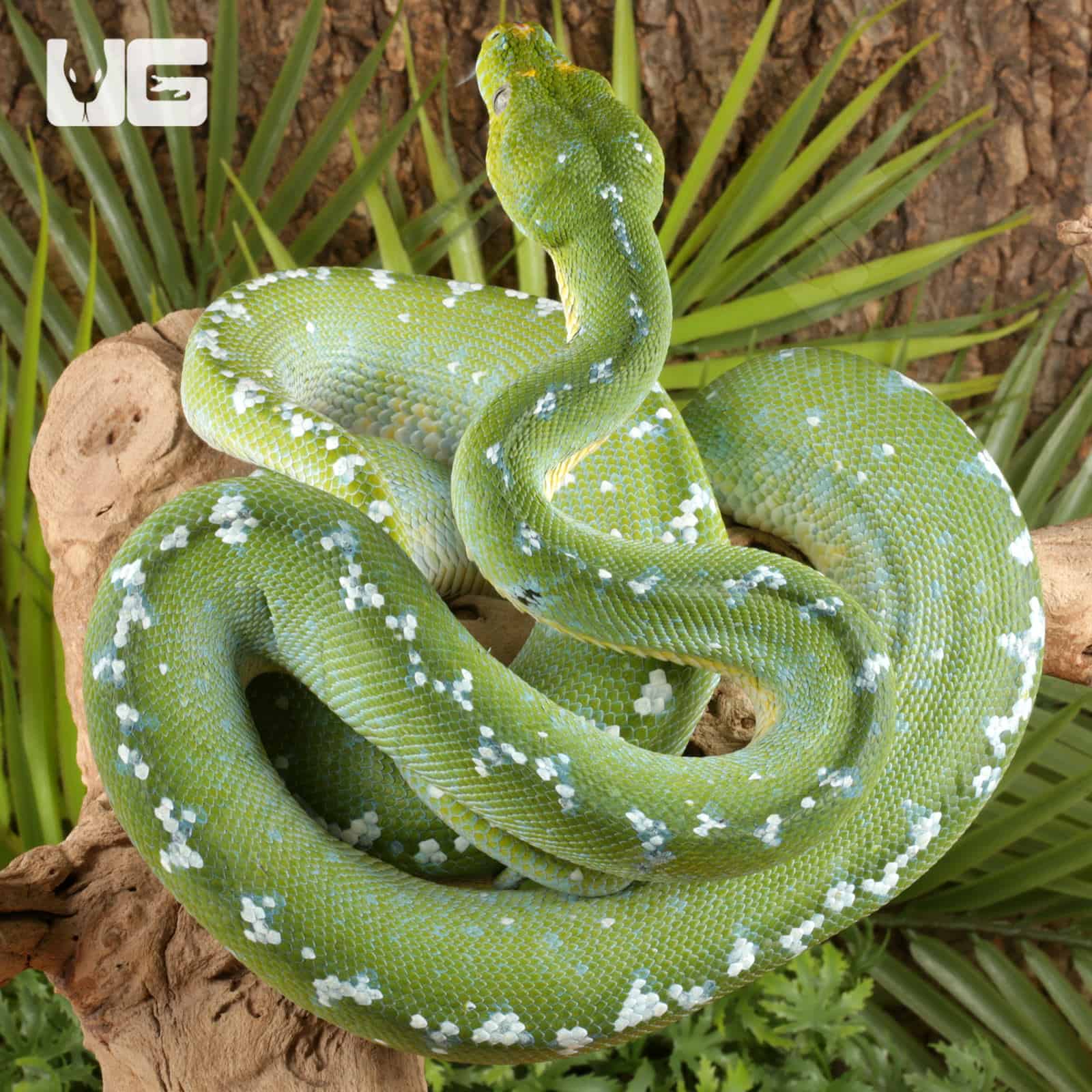 ug_Green Tree Python #5_1