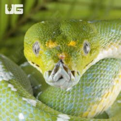 Adult Aru Green Tree Python for sale - Underground Reptiles