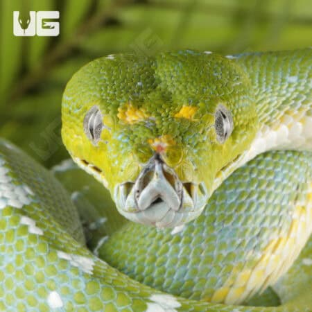 Adult Aru Green Tree Python for sale - Underground Reptiles