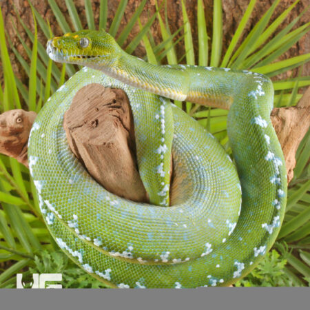 Adult Aru Green Tree Python for sale - Underground Reptiles