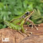 Hose's Rock Frog (Odorrana hosii) For Sale - Underground Reptiles
