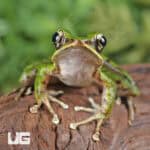 Hose's Rock Frog (Odorrana hosii) For Sale - Underground Reptiles