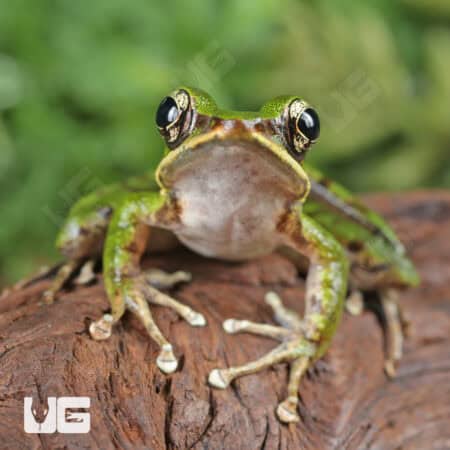 Hose's Rock Frog (Odorrana hosii) For Sale - Underground Reptiles