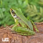 Hose's Rock Frog (Odorrana hosii) For Sale - Underground Reptiles