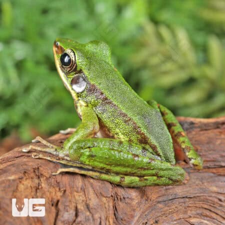 Hose's Rock Frog (Odorrana hosii) For Sale - Underground Reptiles