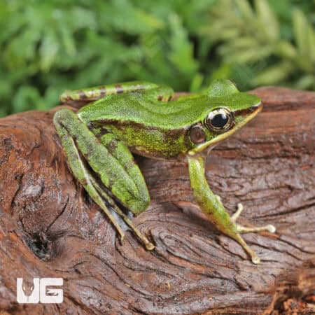 Hose's Rock Frog (Odorrana hosii) For Sale - Underground Reptiles