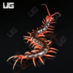 Indonesian Cherry Head Centipede For Sale - Underground Reptiles