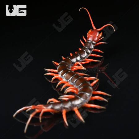 Indonesian Cherry Head Centipede For Sale - Underground Reptiles