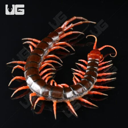 Indonesian Cherry Head Centipede For Sale - Underground Reptiles