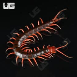 Indonesian Cherry Head Centipede For Sale - Underground Reptiles