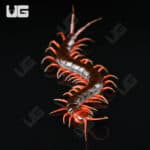 Indonesian Cherry Head Centipede For Sale - Underground Reptiles