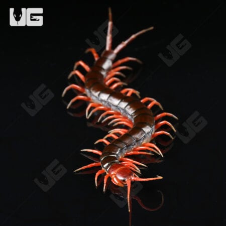 Indonesian Cherry Head Centipede For Sale - Underground Reptiles
