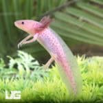 Lavender Axolotls For Sale - Underground Reptiles