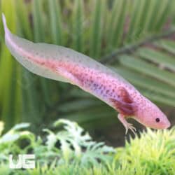 Lavender Axolotls For Sale - Underground Reptiles
