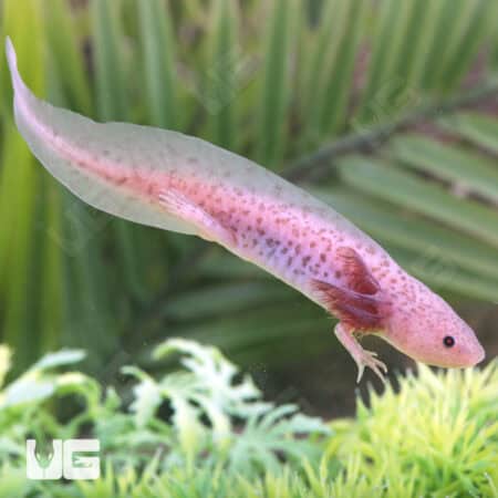 Lavender Axolotls For Sale - Underground Reptiles