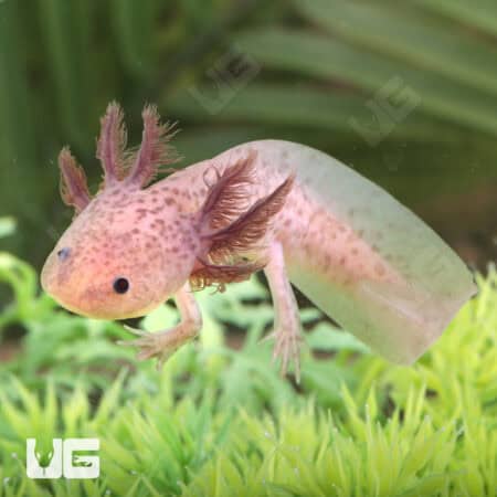 Lavender Axolotls For Sale - Underground Reptiles