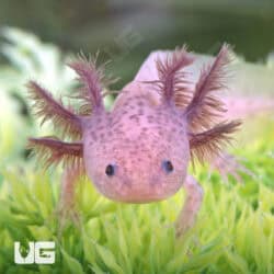 Lavender Axolotls For Sale - Underground Reptiles