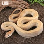 Male Salmon Boa For Sale - Underground Reptiles