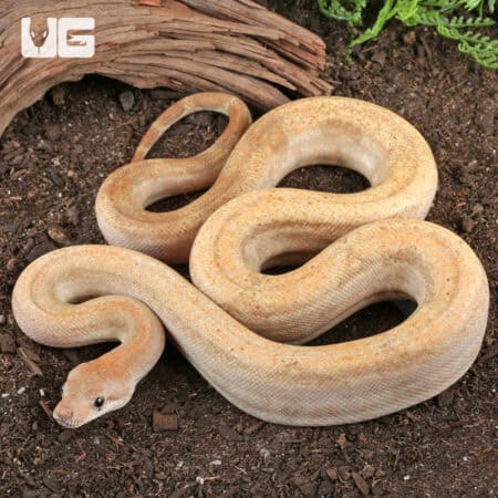 Male Salmon Boa For Sale - Underground Reptiles