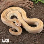 Male Salmon Boa For Sale - Underground Reptiles
